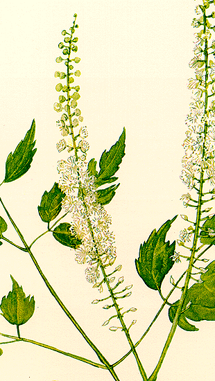 Color_illustration_of_Black_Snakeroot.