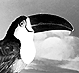 Thumbnail:_Photo_of_Ariel_Toucans_(detail).