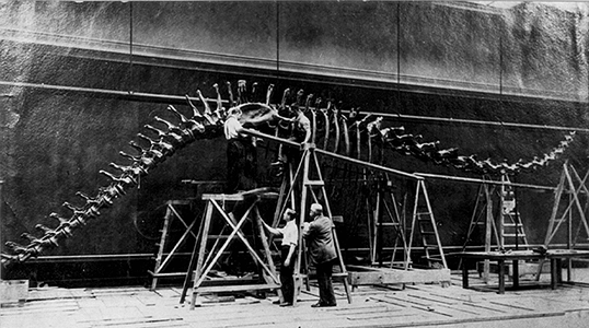 Photo_of_dinosaur_skeleton_being_assembled.