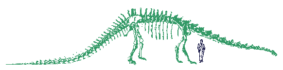 Drawing_of_Diplodocus_carnegii.