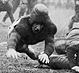 Thumbnail:_Photo_of_Pitt_halfback_Tom_Davies_running_down_the_field_(detail).