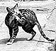 Thumbnail:_Photo_of_cat_on_Gilmore_Way_(detail).