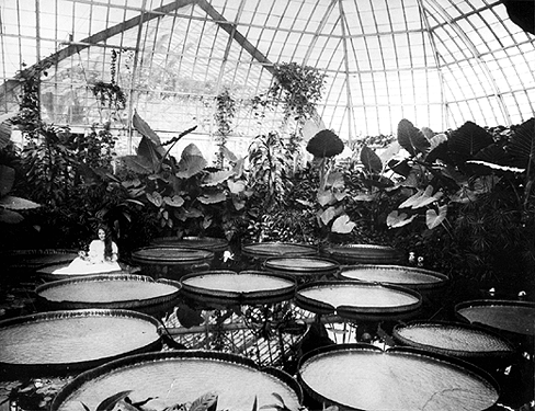 Photo_of_lady_seated_upon_lily_pad.