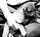 Thumbnail:_Photo_of_man_and_dogs_in_Shantytown_(detail).