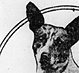 Thumbnail: Photo of Spotty, the dog (detail).