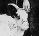 Thumbnail:_Photo_of_men_in_front_of_Sherrer's_Saloon_with_goat_(detail).