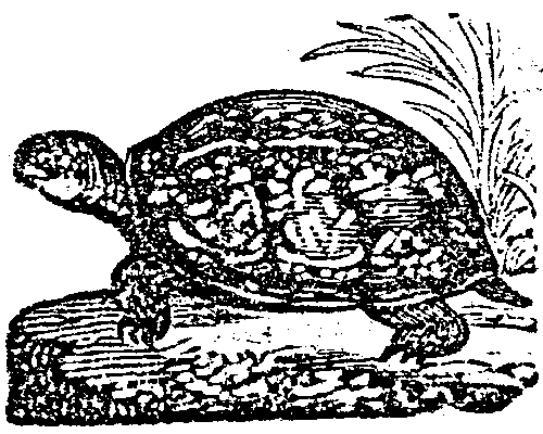 Woodcut_of_a_turtle.