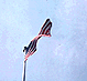 Thumbnail: Scanned slide of Fort Necessity (detail).